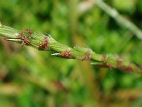 Digitaria radicosa